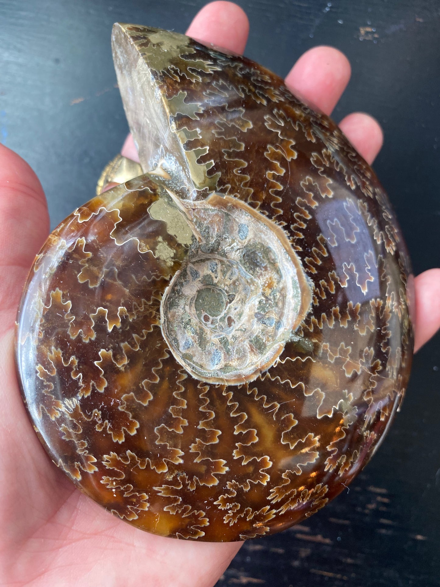 Polished Ammonite Fossil Madagascar- 4.75" x 4" 13.7oz - Moon Room Shop and Wellness