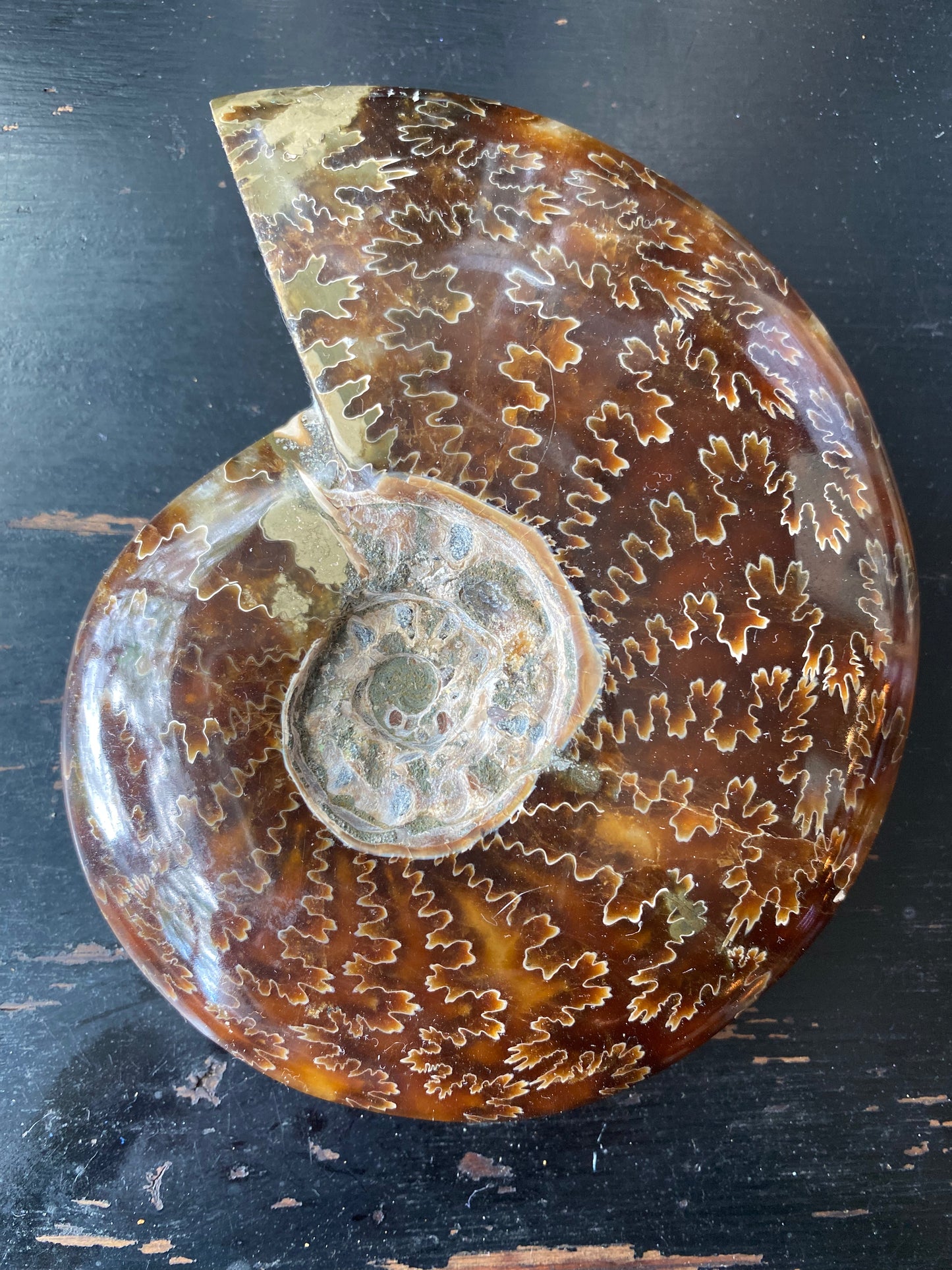 Polished Ammonite Fossil Madagascar- 4.75" x 4" 13.7oz - Moon Room Shop and Wellness