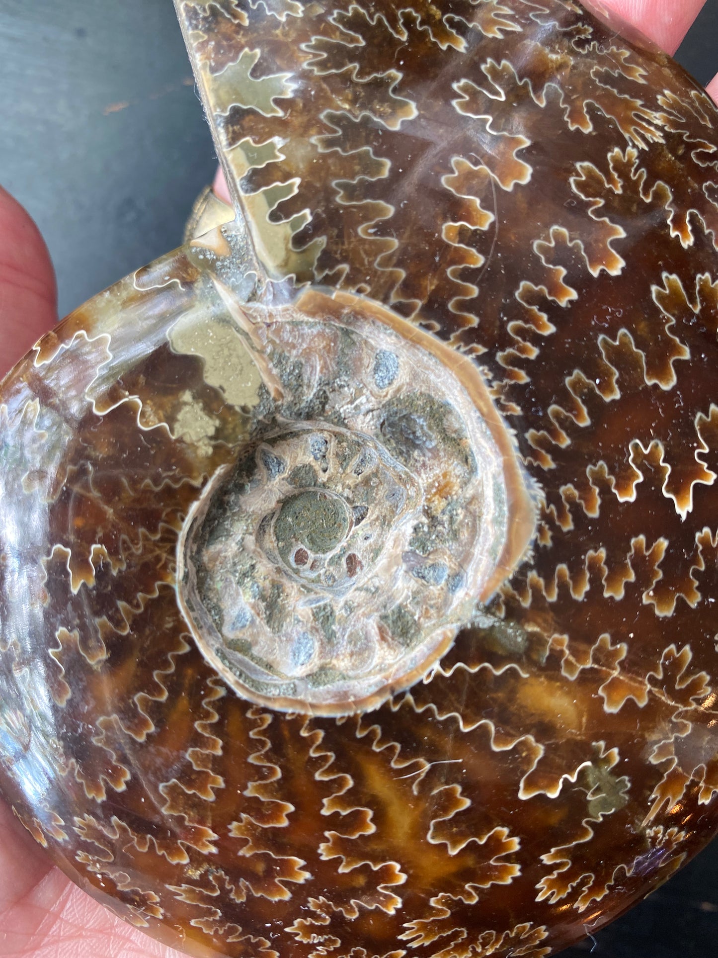 Polished Ammonite Fossil Madagascar- 4.75" x 4" 13.7oz - Moon Room Shop and Wellness