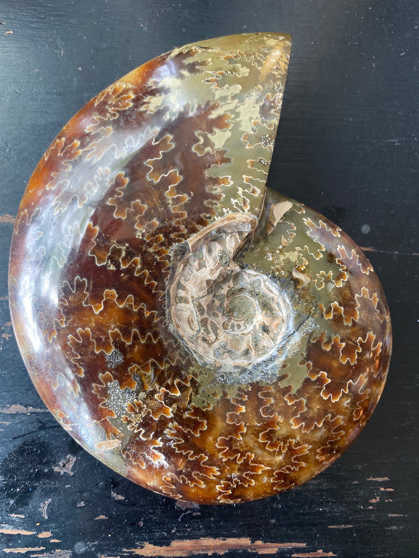 Polished Ammonite Fossil Madagascar- 4.75" x 4" 13.7oz - Moon Room Shop and Wellness