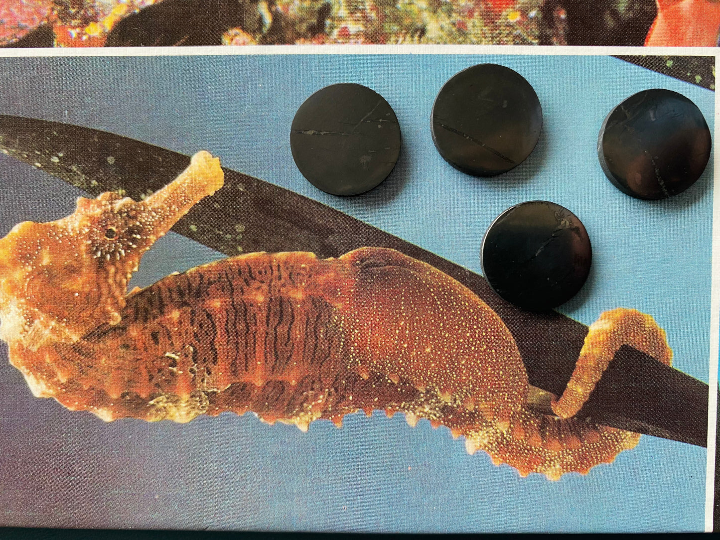 Shungite Cell Phone Sticker EMF Protection 25 mm - Moon Room Shop and Wellness