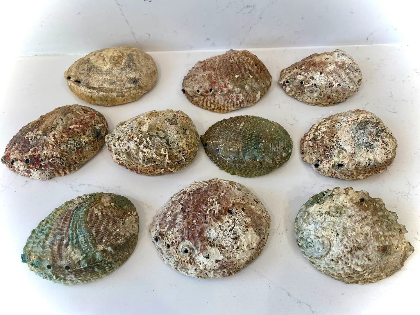 Abalone Shell - Moon Room Shop and Wellness