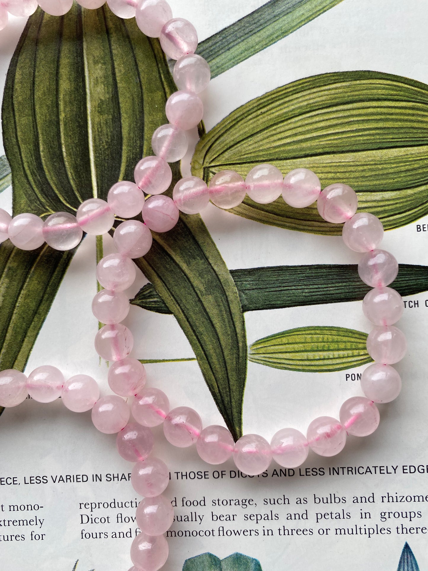 Rose Quartz Stretch Bracelet - Moon Room Shop and Wellness