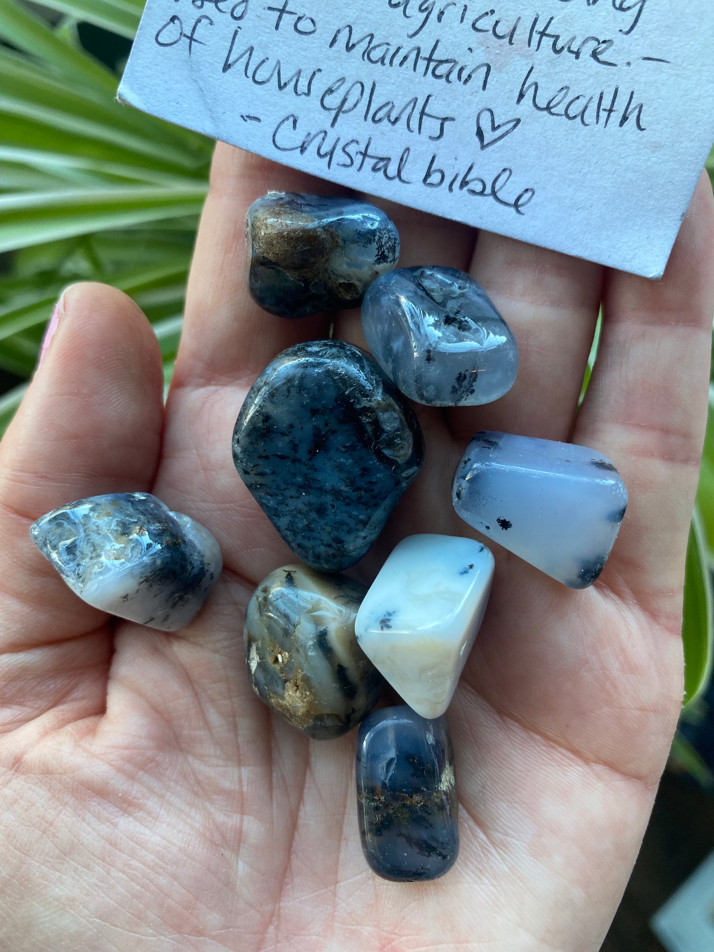 Tumbled Dendritic Agate - Moon Room Shop and Wellness