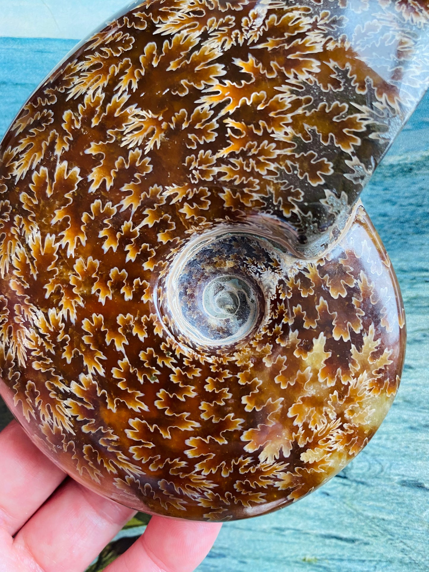 Polished Madagascar Ammonite Fossil 4.75"x4" - Moon Room Shop and Wellness