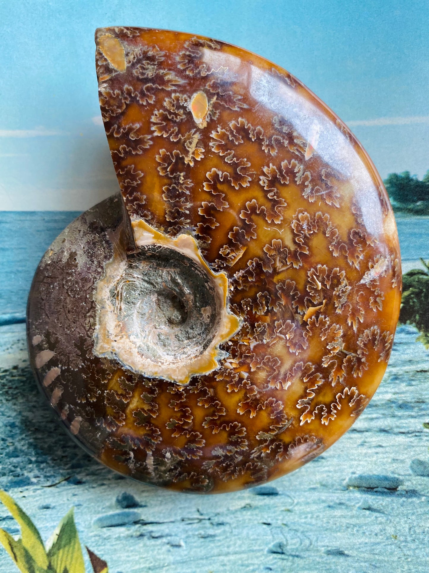 Polished Ammonite Fossil 5"x4" - Moon Room Shop and Wellness