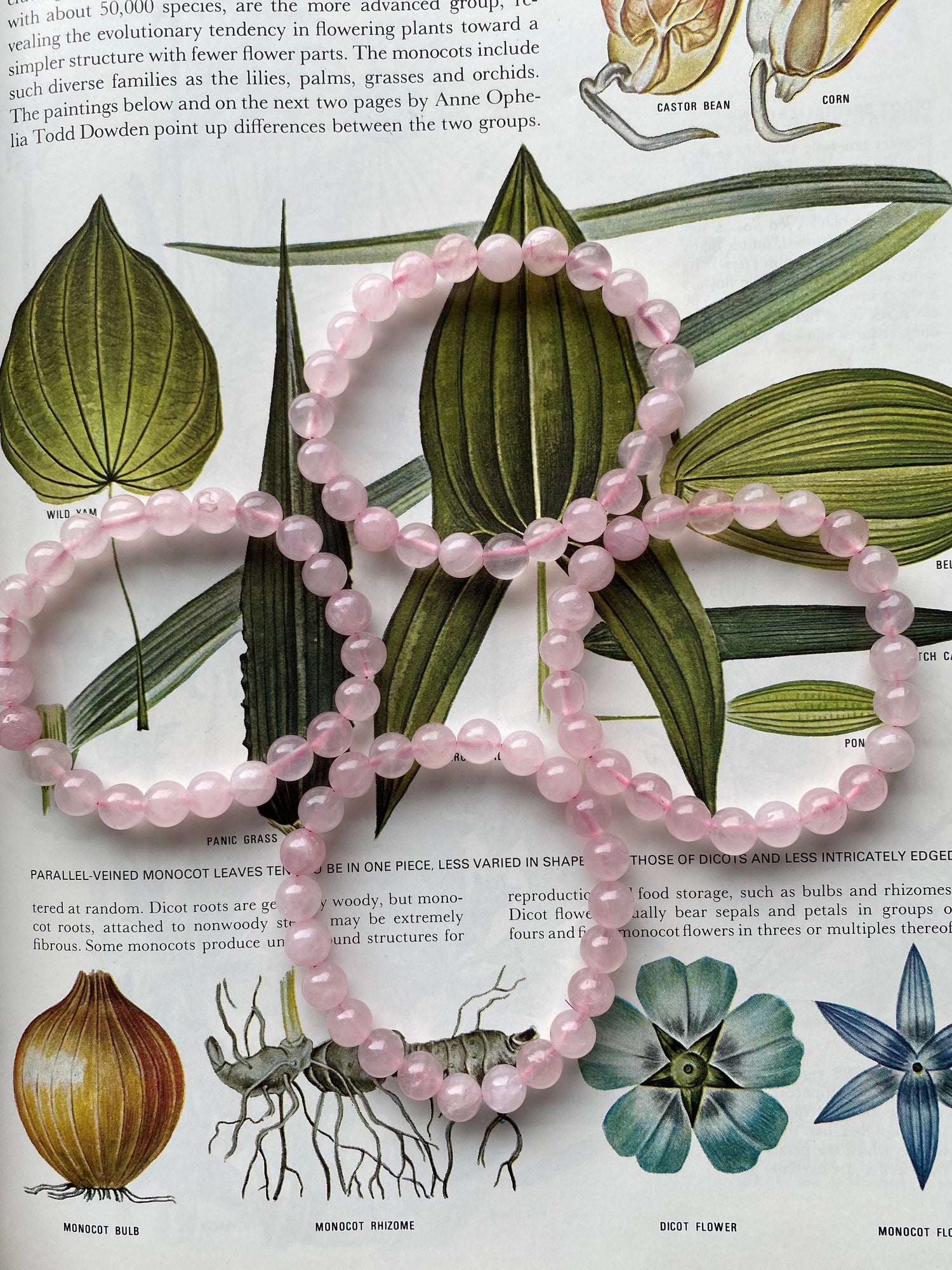 Rose Quartz Stretch Bracelet - Moon Room Shop and Wellness