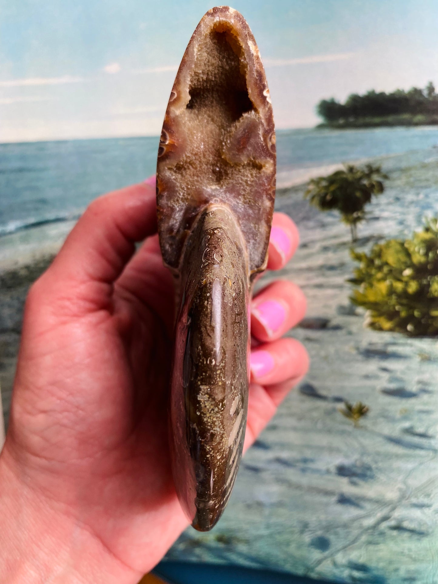 Polished Ammonite Fossil 5"x4" - Moon Room Shop and Wellness