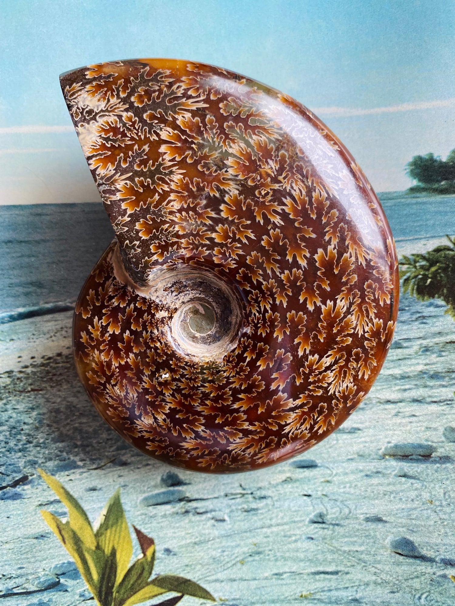 Polished Ammonite Fossil Madagascar 4.75"x4" - Moon Room Shop and Wellness