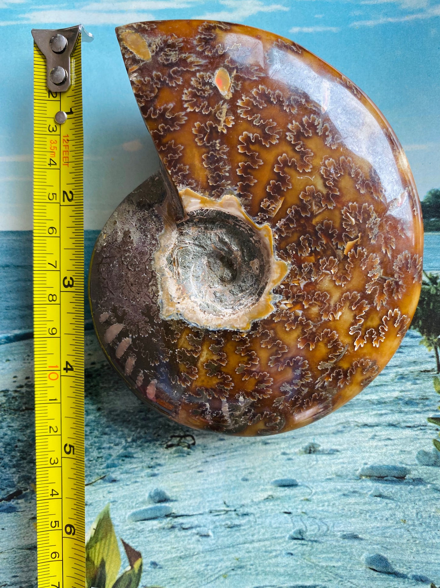 Polished Ammonite Fossil 5"x4" - Moon Room Shop and Wellness