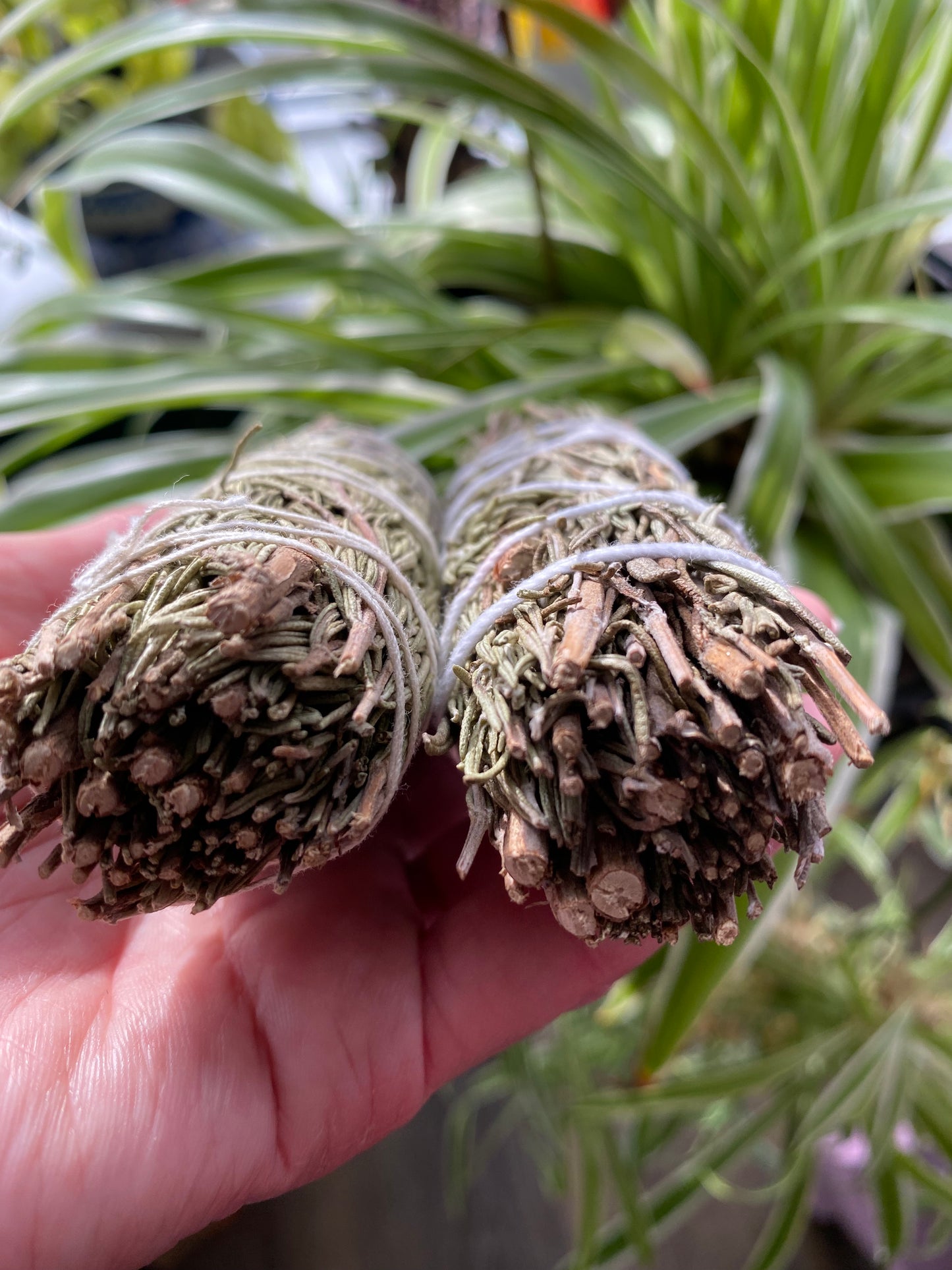 Rosemary Bundle-Premium quality- hand tied -No pesticides- sun dried - Moon Room Shop and Wellness