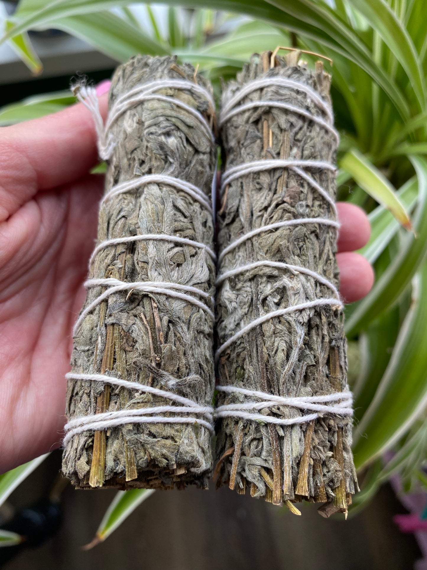 Mugwort- No pesticides/hormones- sun dried - Moon Room Shop and Wellness