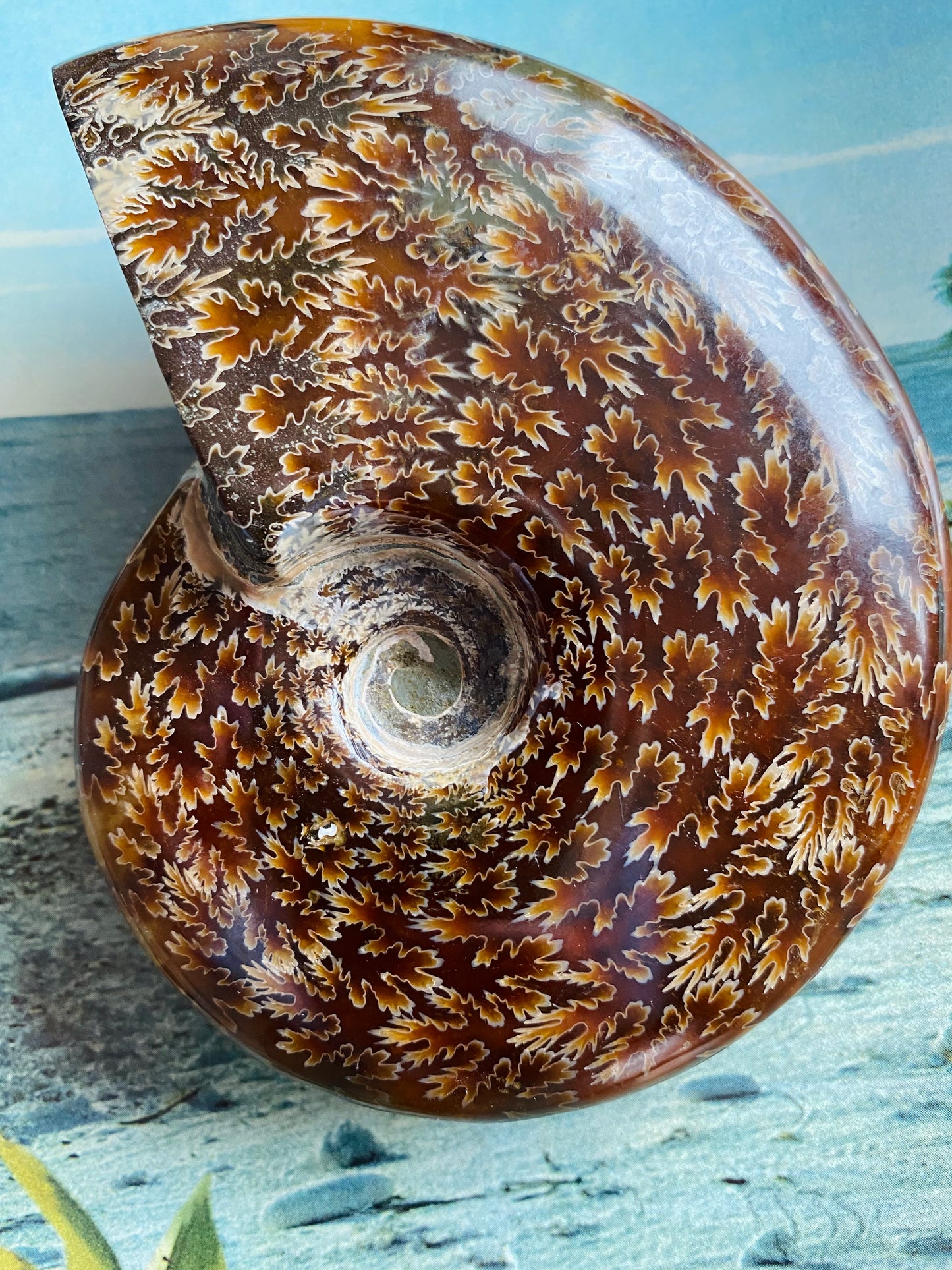 Polished Madagascar Ammonite Fossil 4.75"x4" - Moon Room Shop and Wellness
