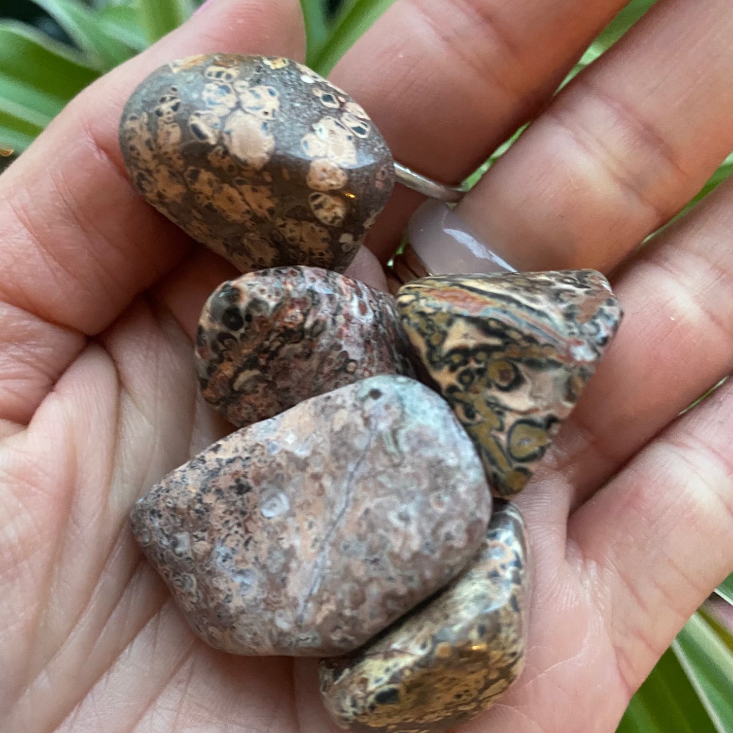Leopard Skin Jasper Tumbled - Moon Room Shop and Wellness