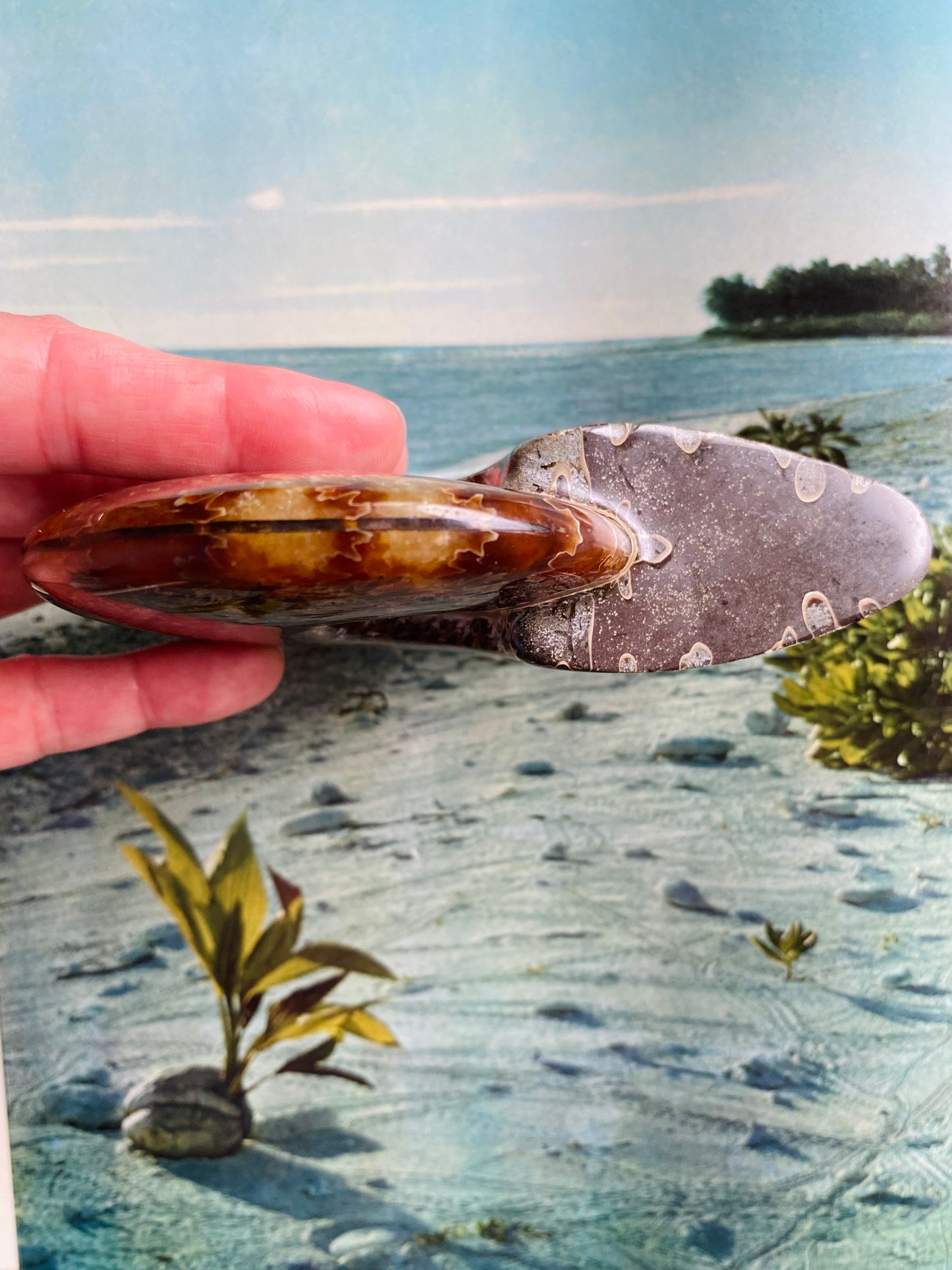 Polished Madagascar Ammonite Fossil 4.75"x4" - Moon Room Shop and Wellness