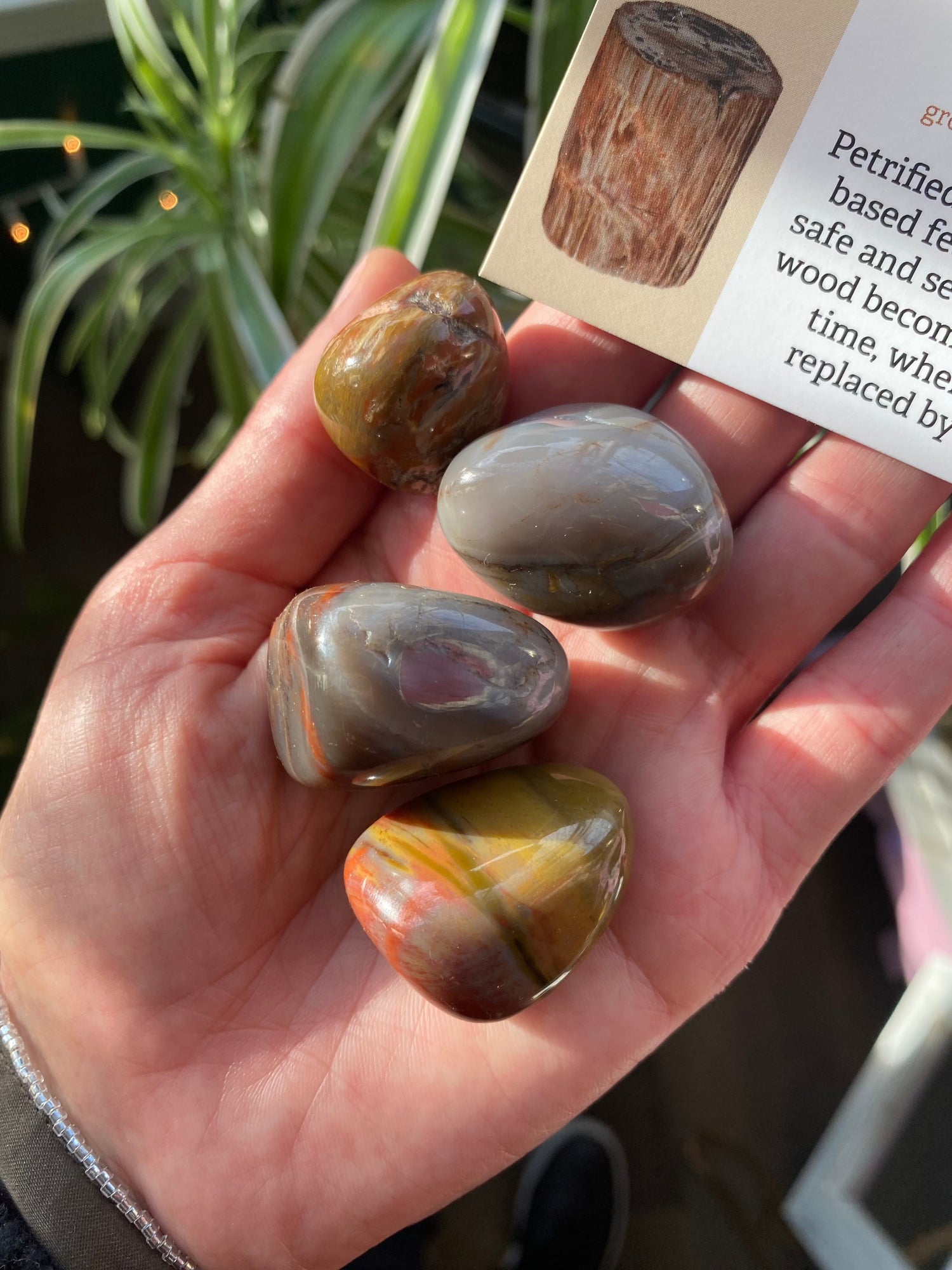 Petrified Wood Tumbled Large -Arizona - Moon Room Shop and Wellness