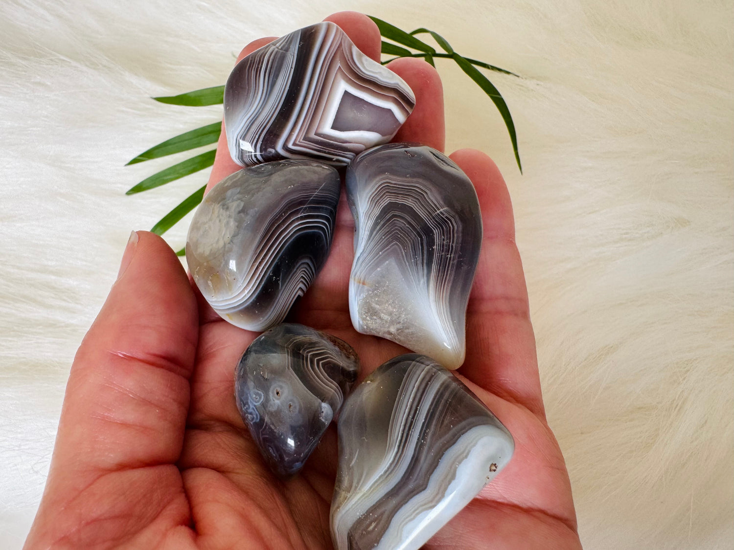 Botswana Agate Tumbled - Moon Room Shop and Wellness