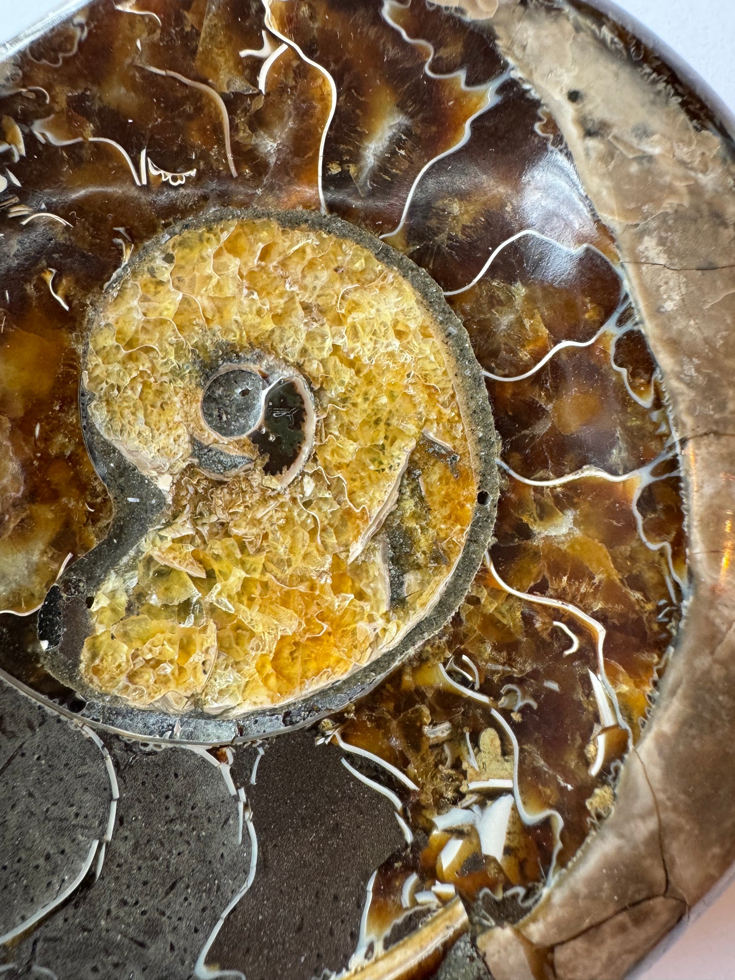 Ammonite Fossil Bowl 1.88 lb Mexico - Moon Room Shop and Wellness