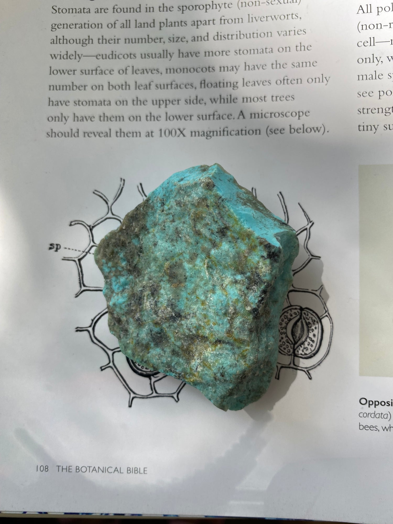 Kingman Turquoise Natural Rough 192 ct - Moon Room Shop and Wellness