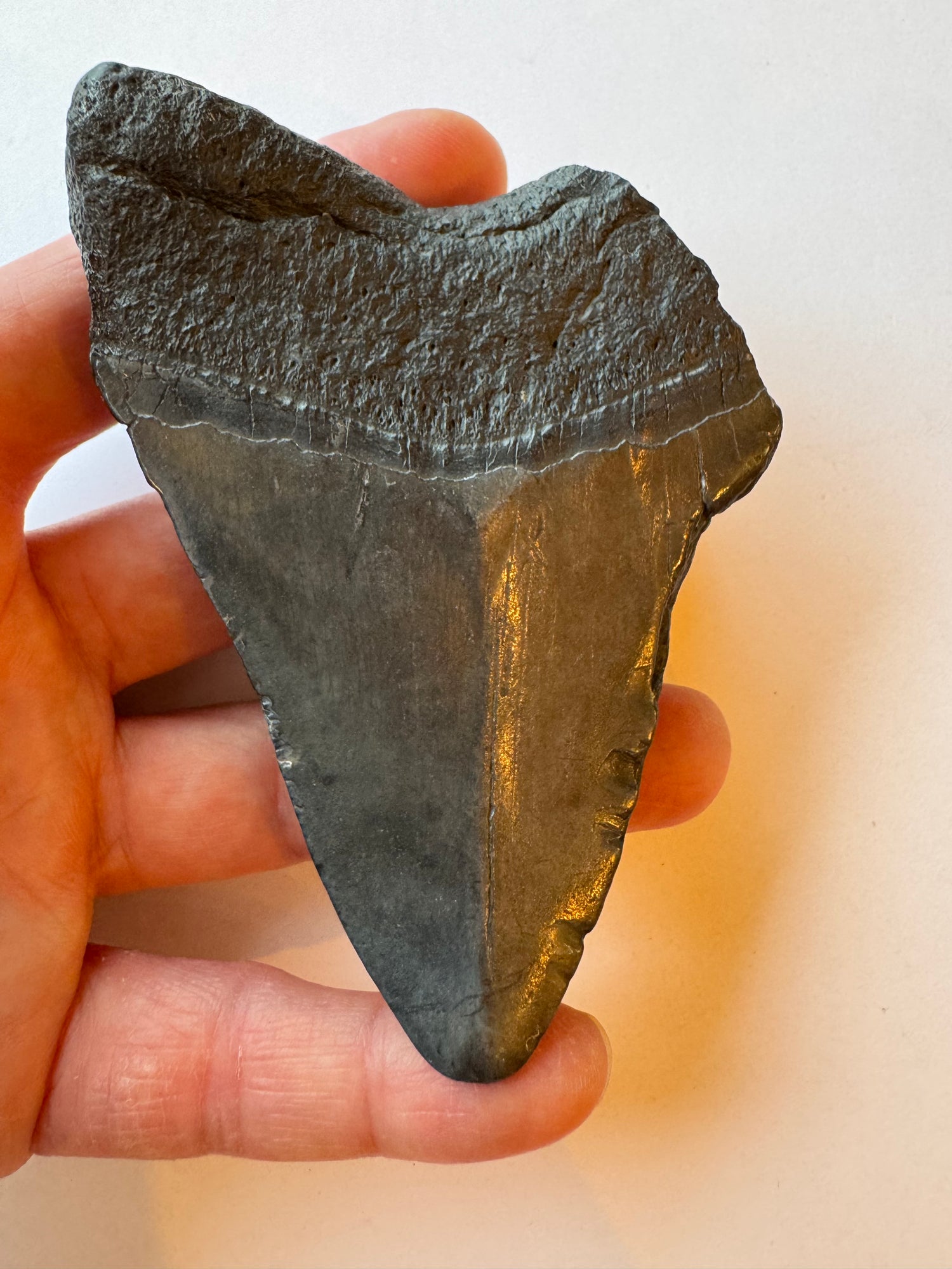 Megalodon Tooth -Fossil Shark Tooth -103 g - Moon Room Shop and Wellness