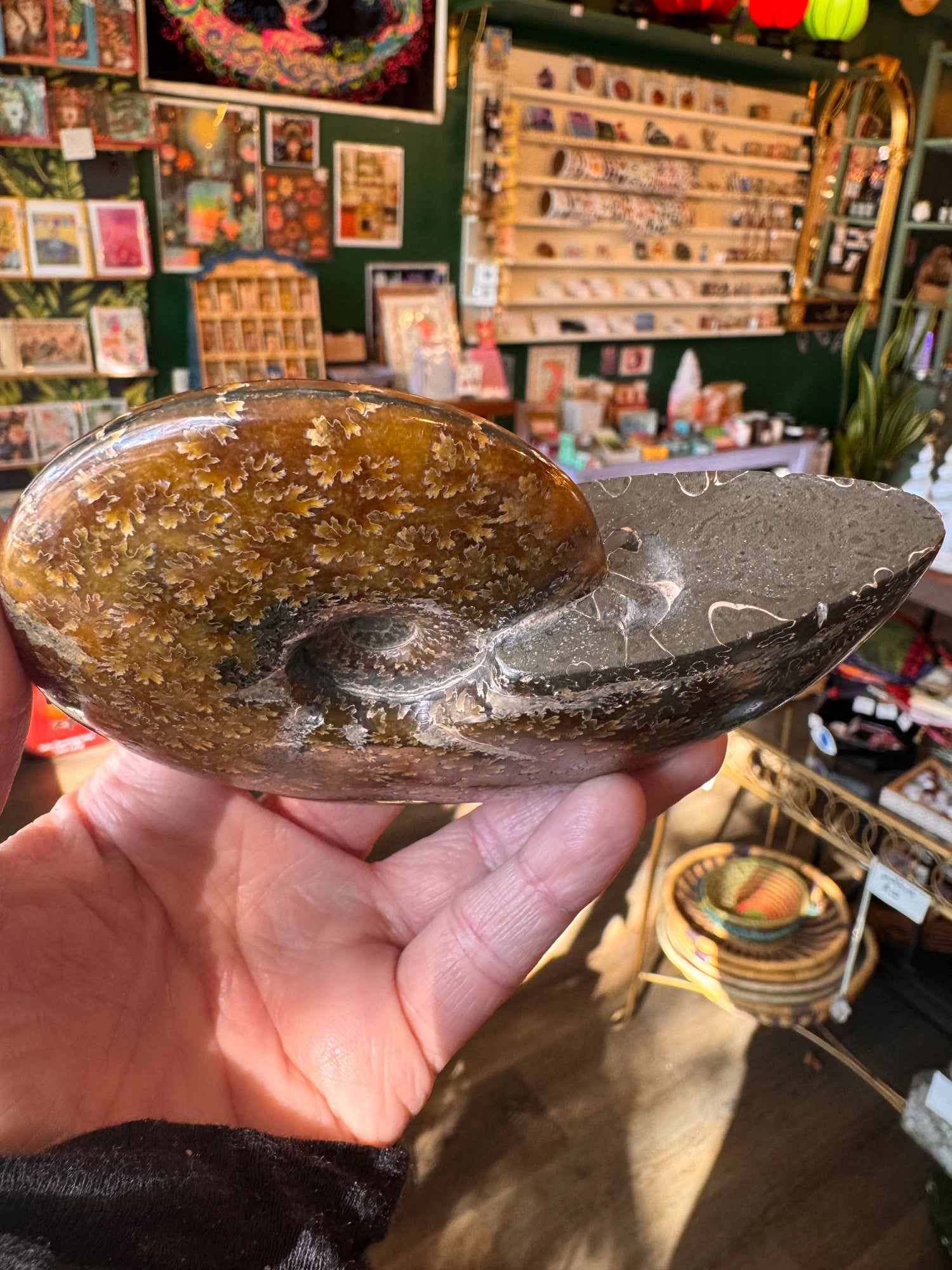 Ammonite Fossil 298 g - Moon Room Shop and Wellness