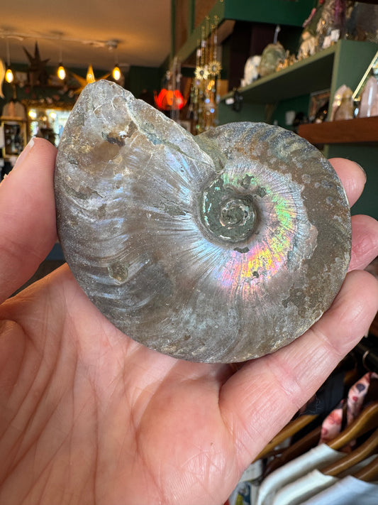 Opalescent Ammonite Fossil 126 g - Moon Room Shop and Wellness