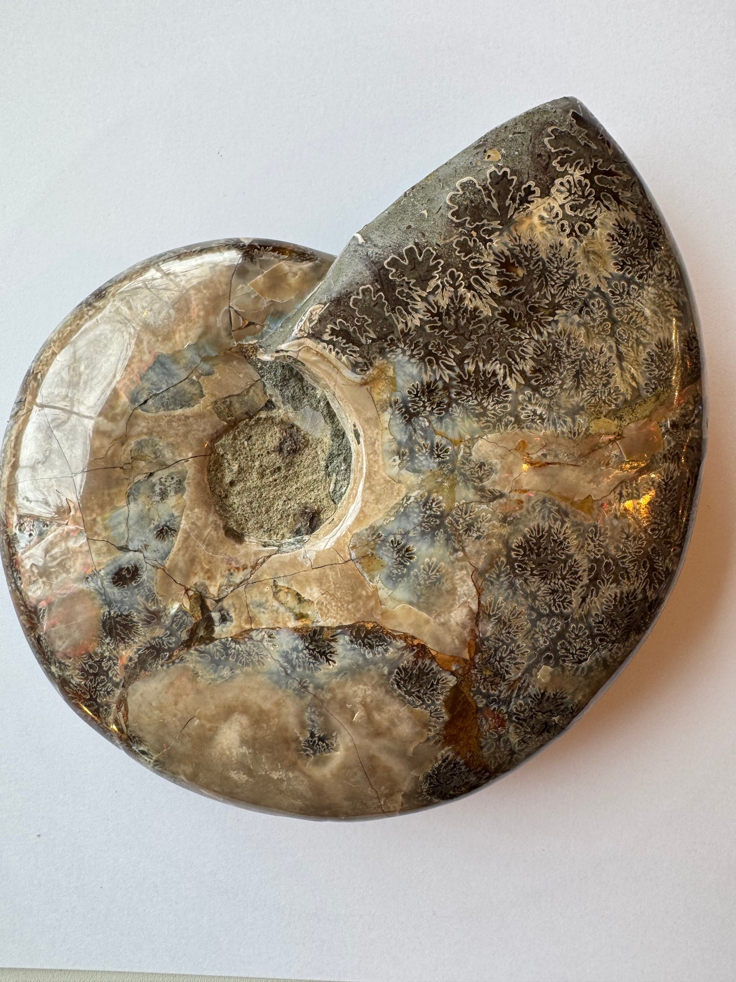 Ammonite Fossil Bowl 1.88 lb Mexico - Moon Room Shop and Wellness