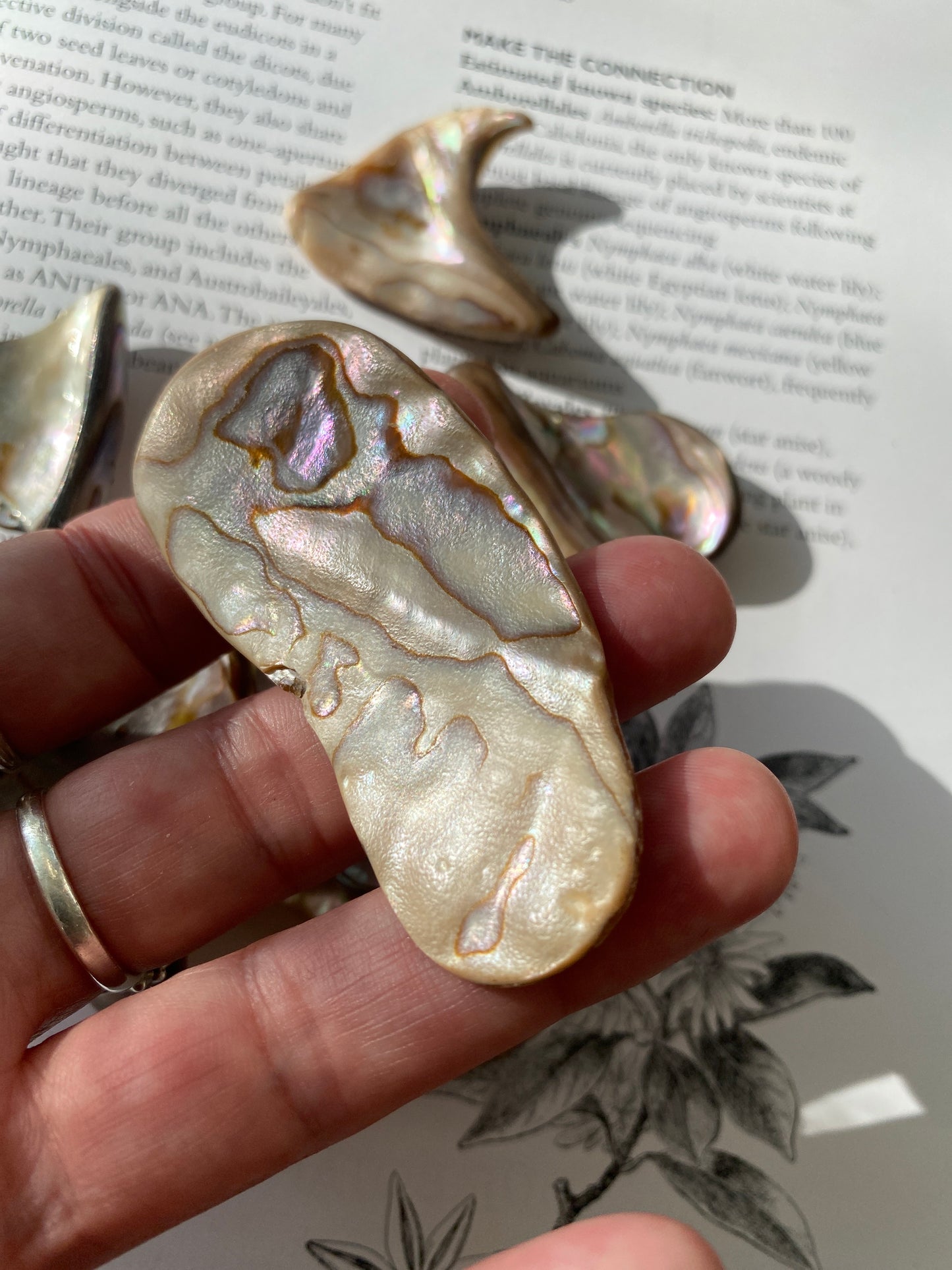 Abalone Shell Polished Piece - Moon Room Shop and Wellness