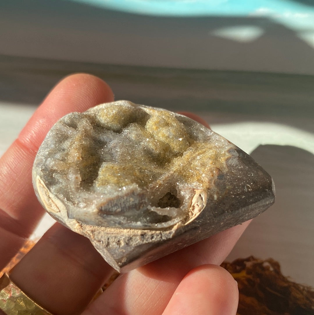 Fossilized Spiralite Quartz Shell 39 g - Moon Room Shop and Wellness