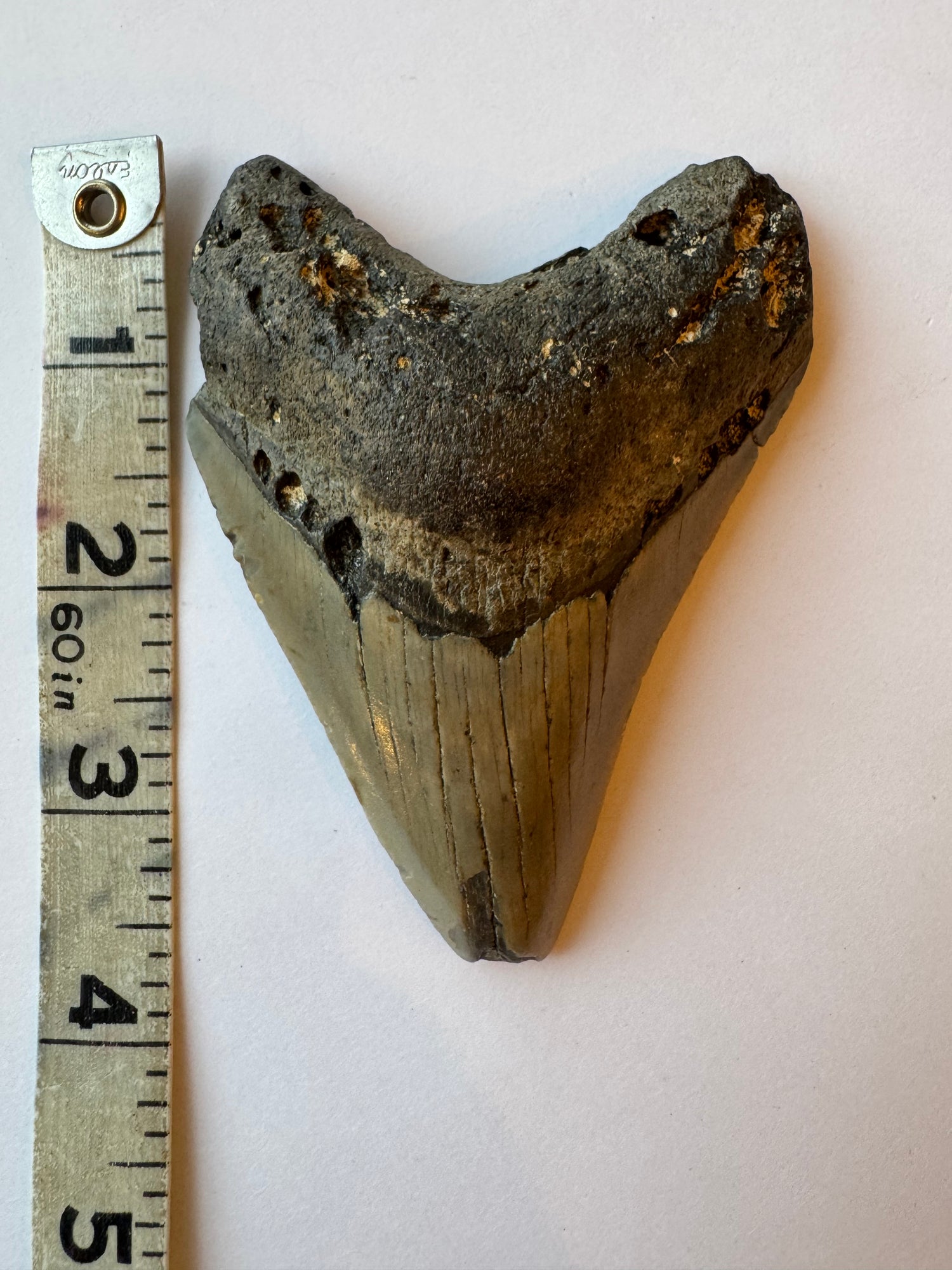 Megalodon Tooth -Fossil Shark Tooth -106 g - Moon Room Shop and Wellness