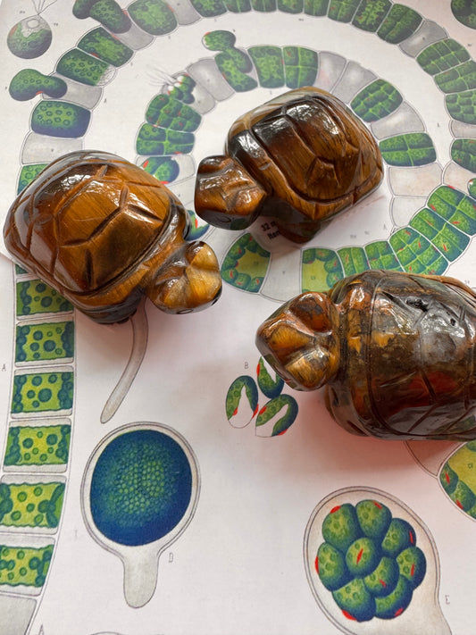 Tiger's Eye Turtle - Moon Room Shop and Wellness