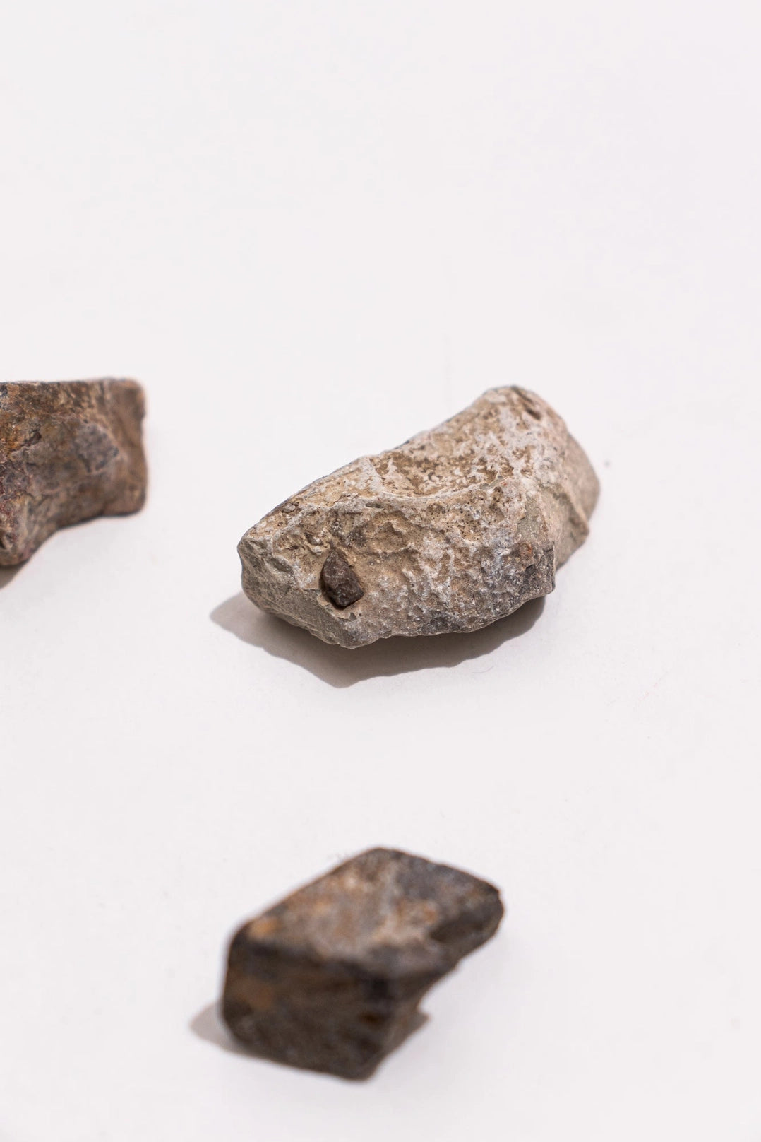 Dinosaur Bone Fossil Fragments w/ Card - Moon Room Shop and Wellness