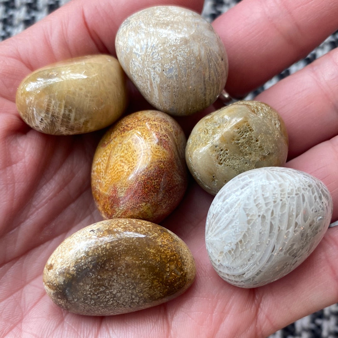 Natural Fossilized Coral Tumbled- 10+ Million Years old! - Moon Room Shop and Wellness