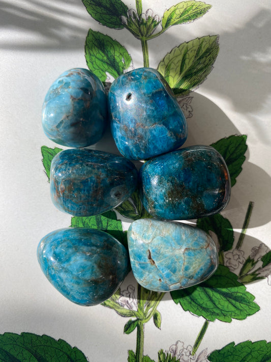 Blue Apatite Tumbled - Moon Room Shop and Wellness