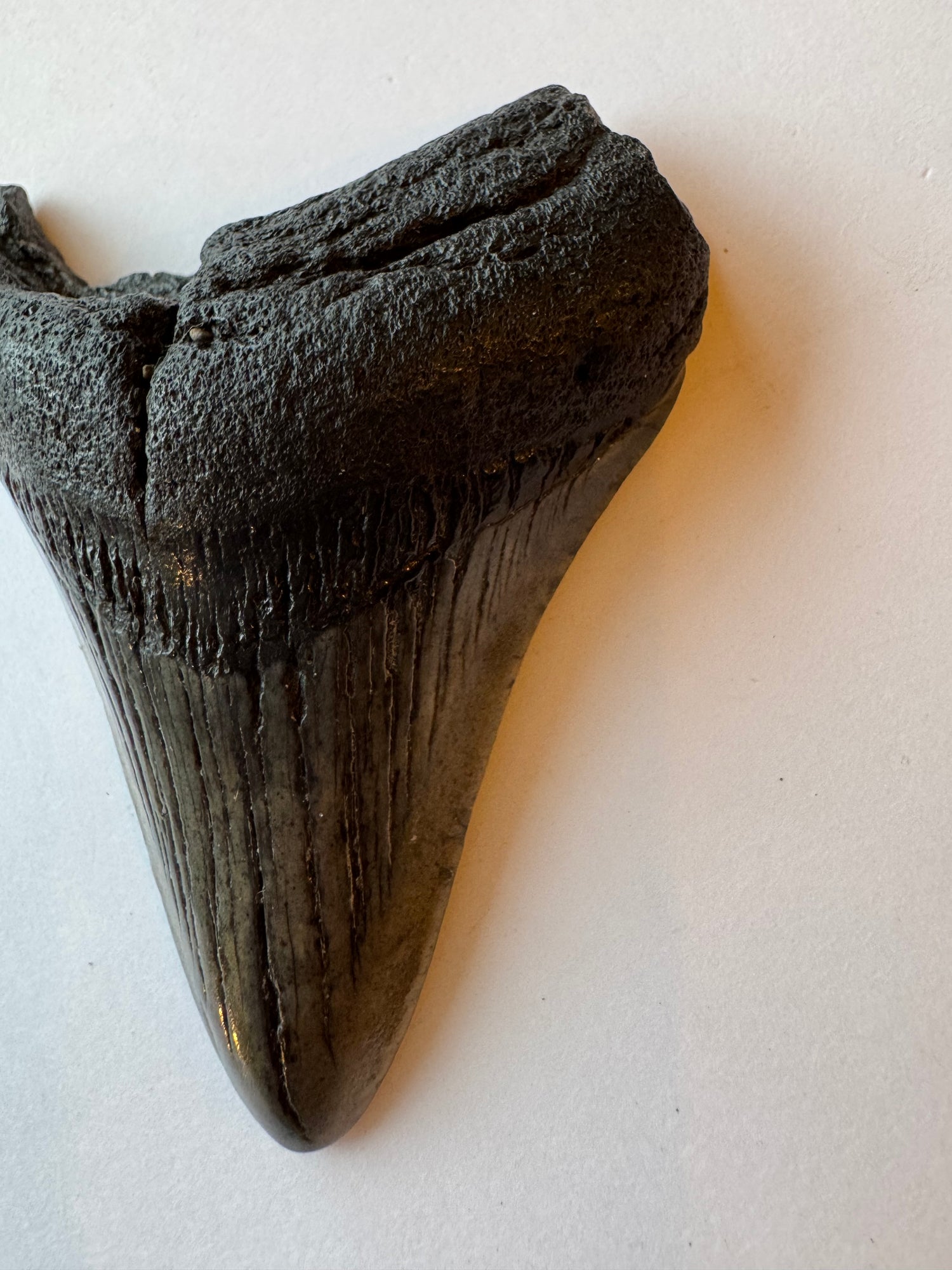 Megalodon Tooth -Fossil Shark Tooth -76 g - Moon Room Shop and Wellness