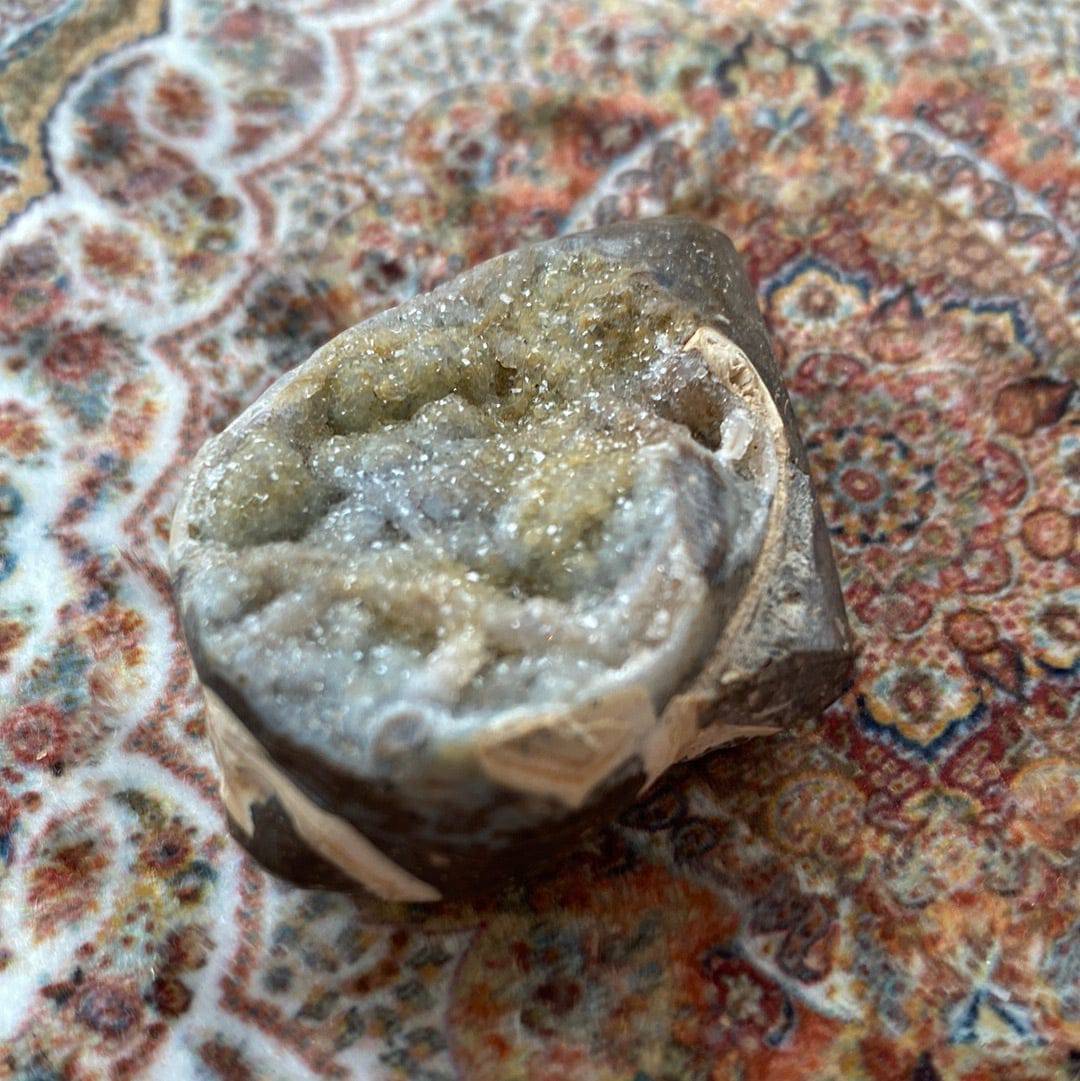 Spiralite Fossilized Gemshell 39 g - Moon Room Shop and Wellness