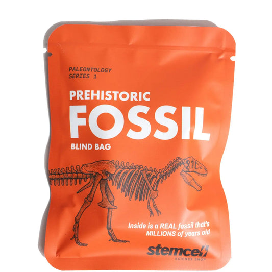 Fossil Blind Bag - Moon Room Shop and Wellness
