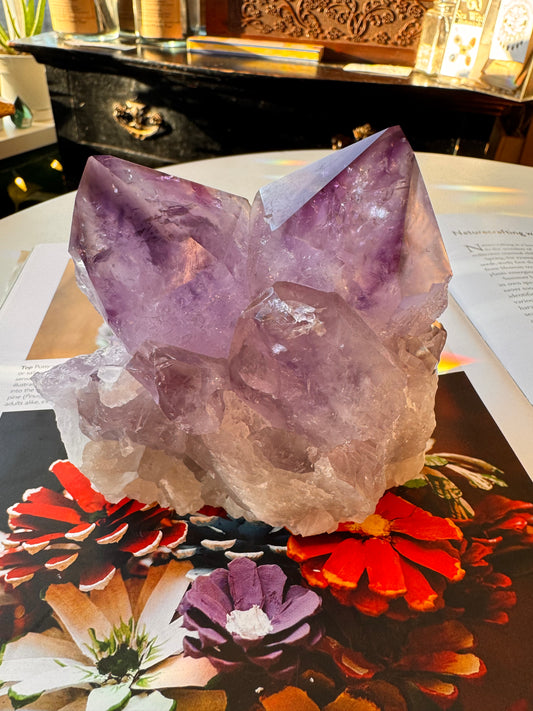 Phantom Amethyst Cluster 1.56 lb Brazil - Moon Room Shop and Wellness