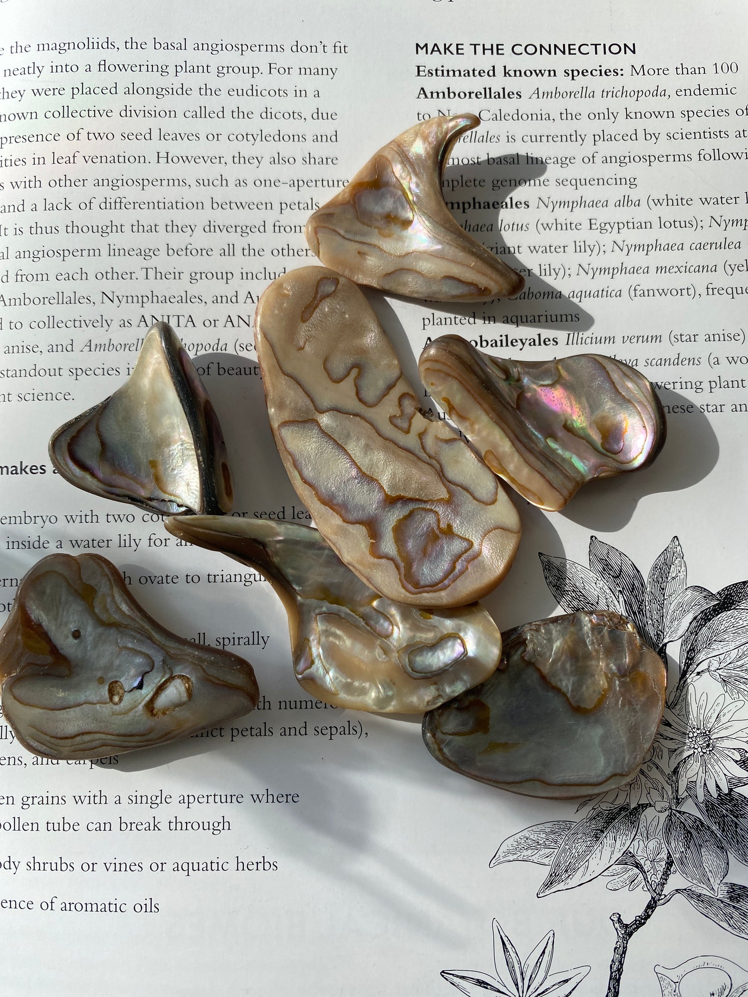 Abalone Shell Polished Piece - Moon Room Shop and Wellness