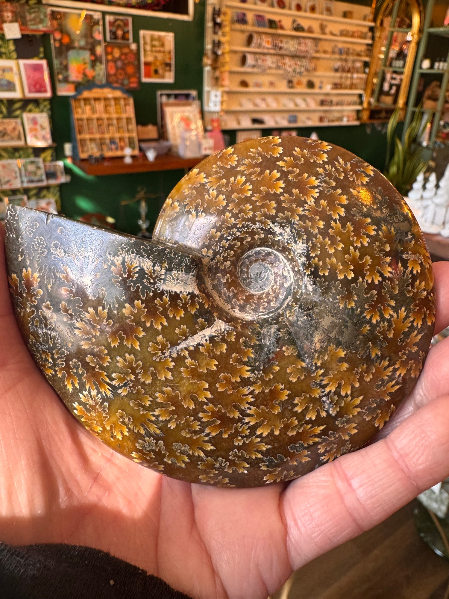 Ammonite Fossil 298 g - Moon Room Shop and Wellness