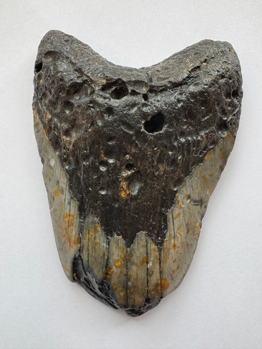 Megalodon Tooth -Fossil Shark Tooth -244 g - Moon Room Shop and Wellness