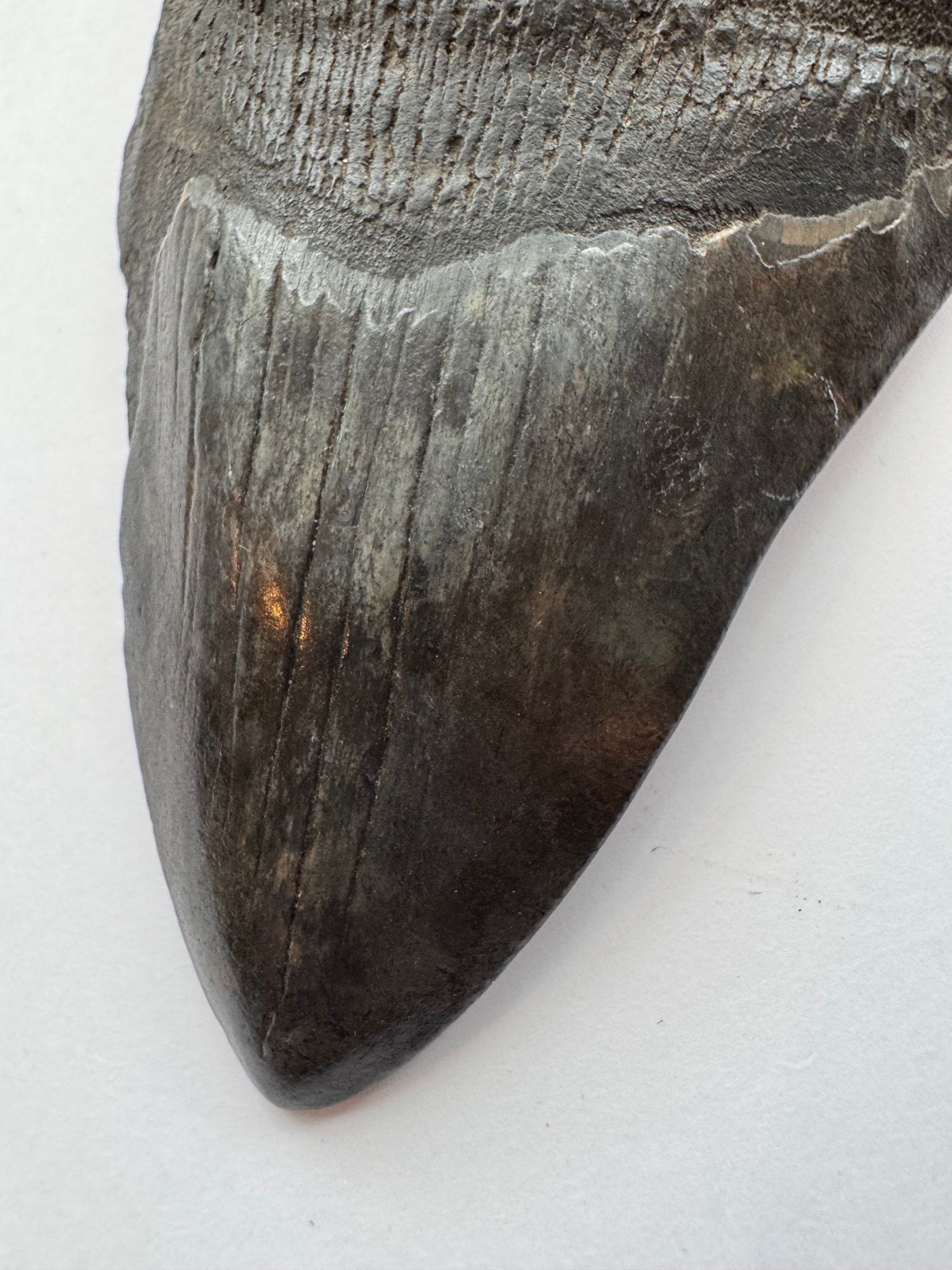 Megalodon Tooth -Fossil Shark Tooth -98 g - Moon Room Shop and Wellness