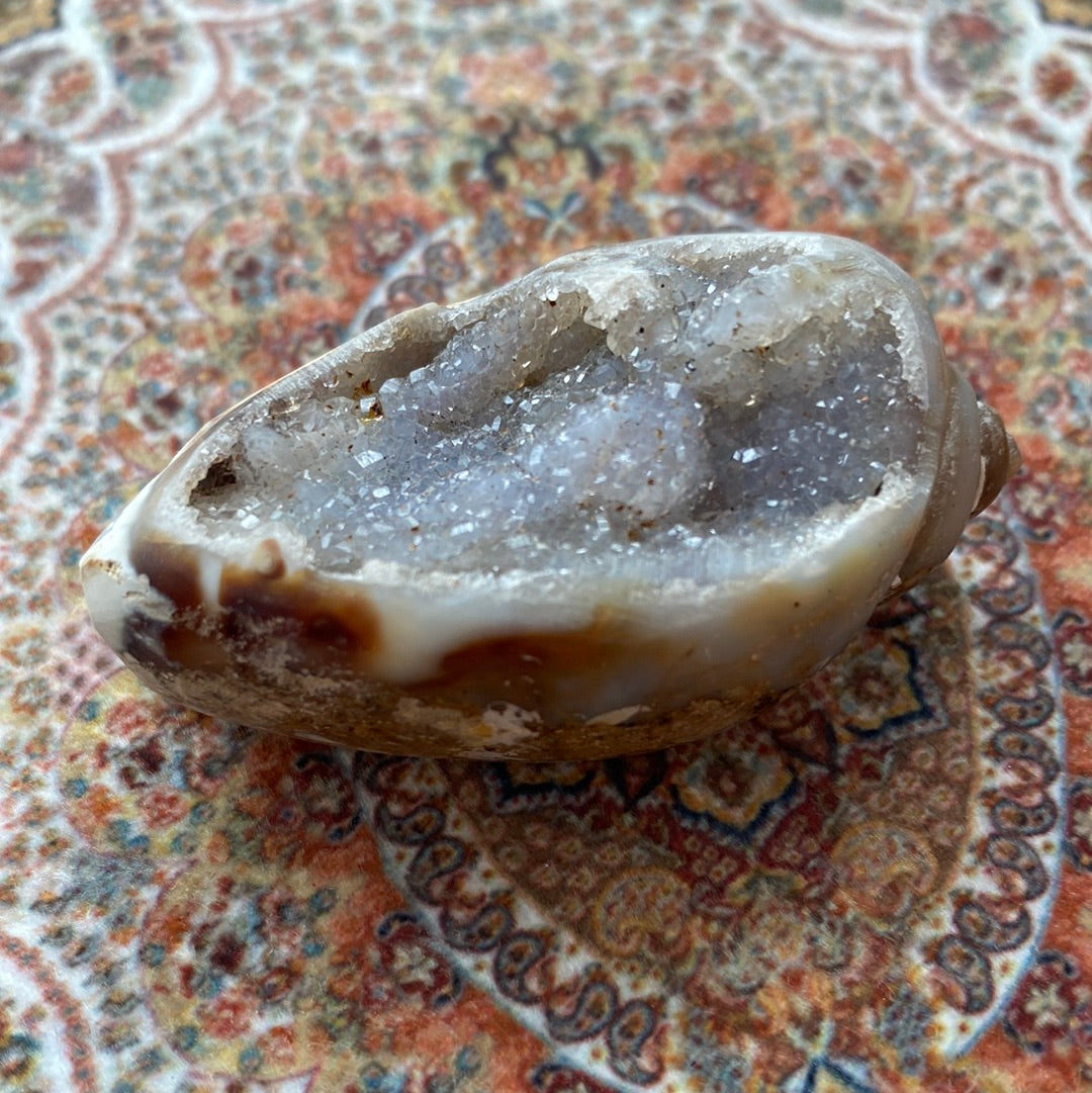 Spiralite Fossilized Gemshells w/ Quartz 44 g - Moon Room Shop and Wellness