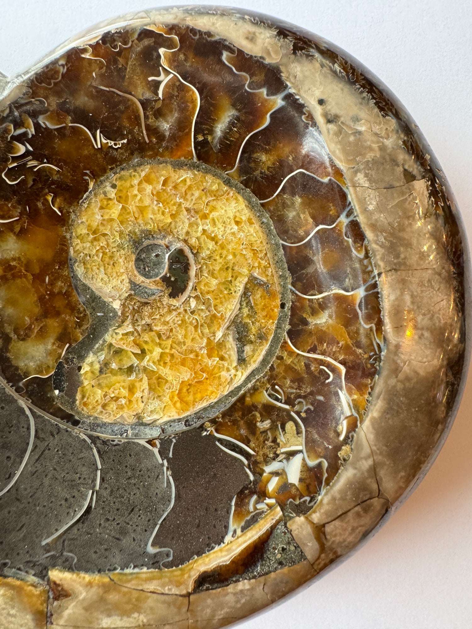 Ammonite Fossil Bowl 1.88 lb Mexico - Moon Room Shop and Wellness