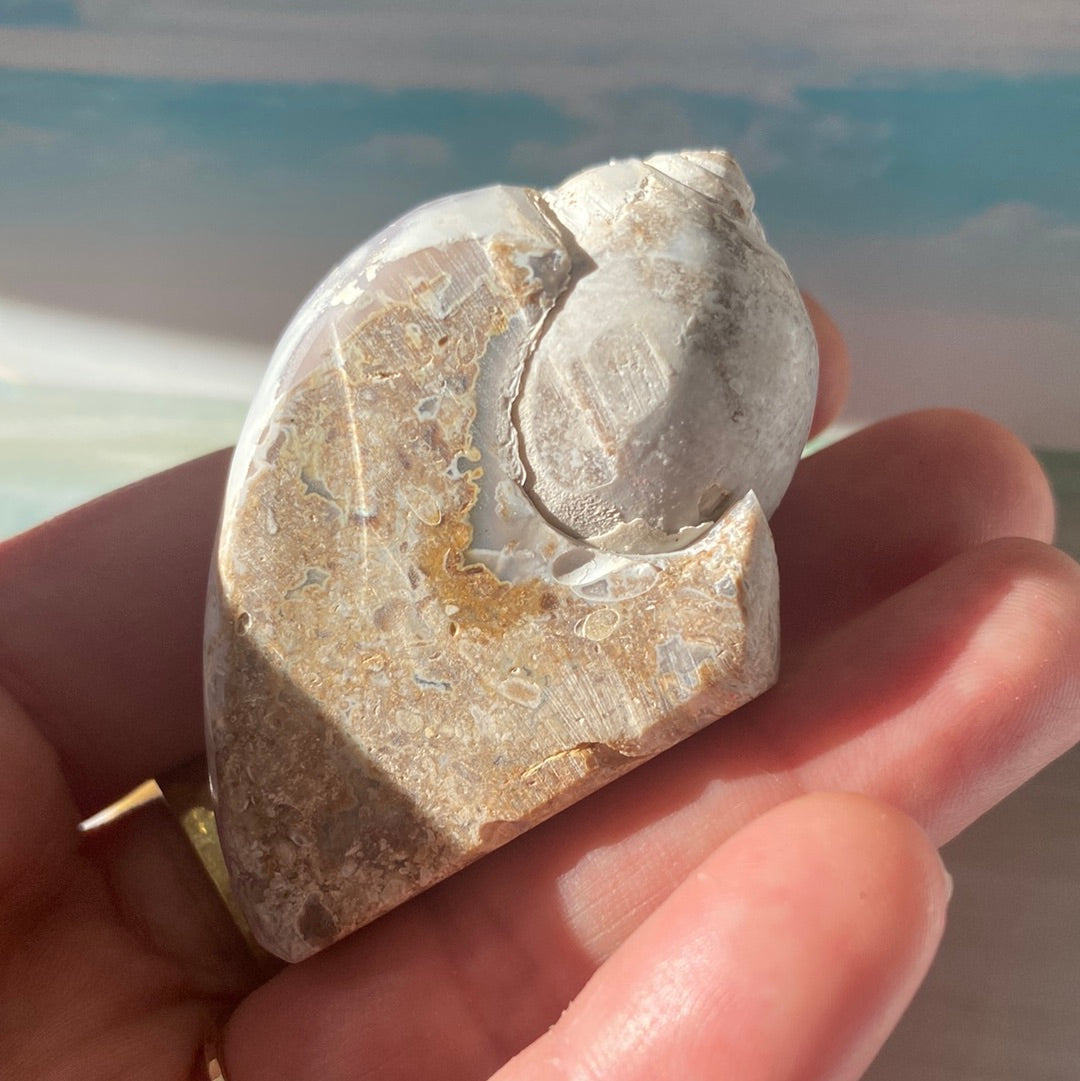 Fossilized Spiralite Quartz Shell 48 g - Moon Room Shop and Wellness