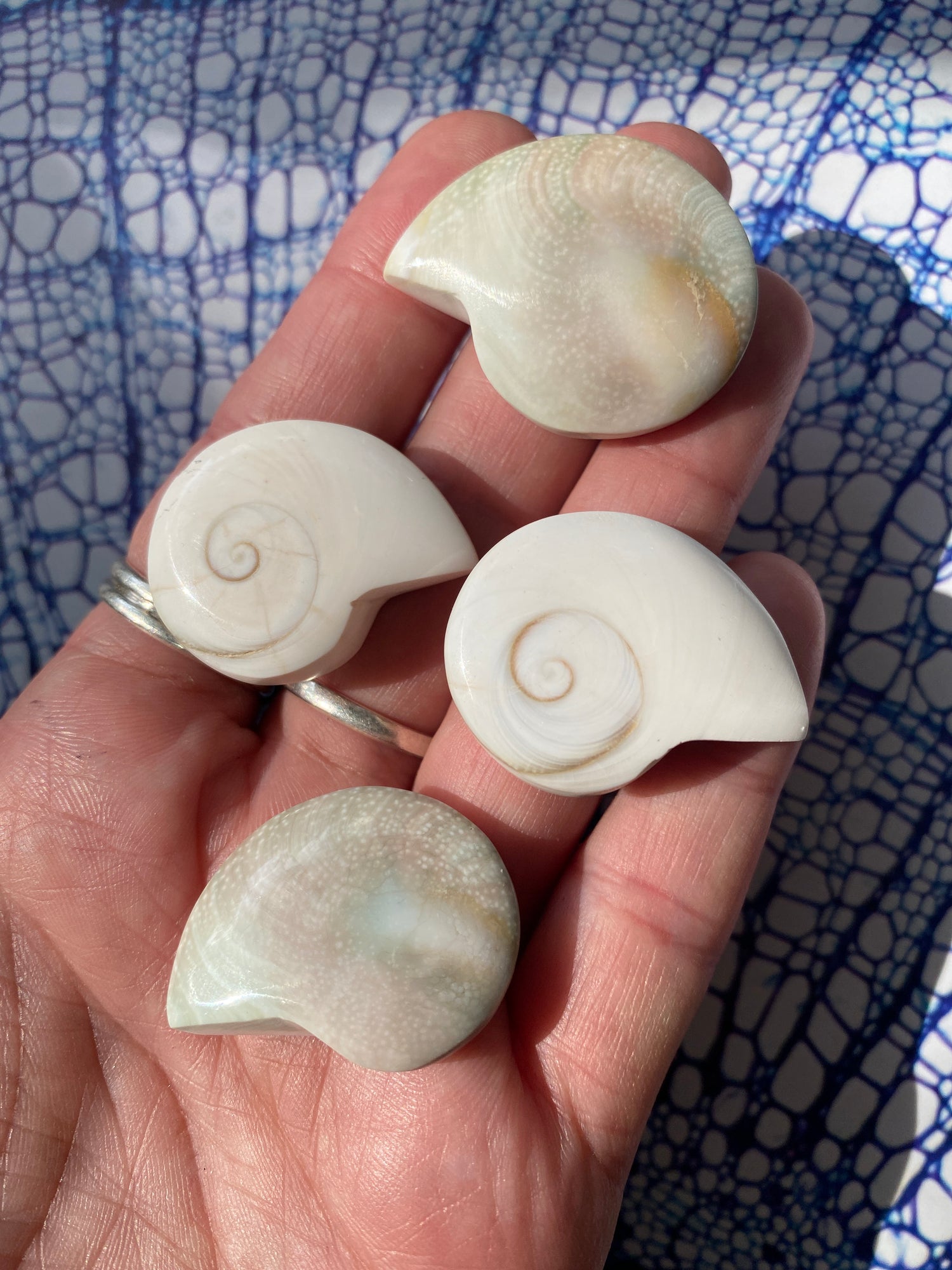 Shiva Shell Ammonite Heart Thailand | Moon Room Shop and Wellness