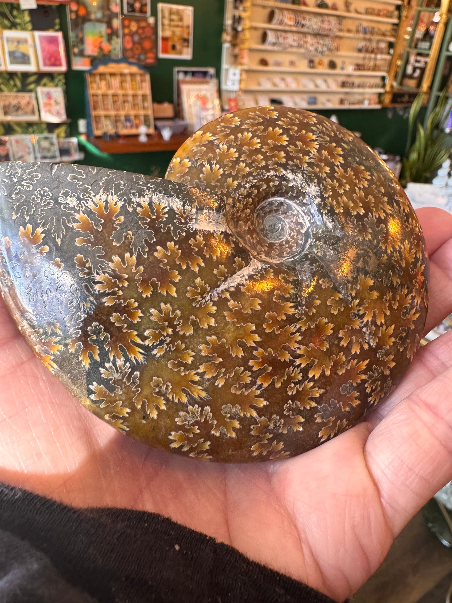 Ammonite Fossil 298 g - Moon Room Shop and Wellness
