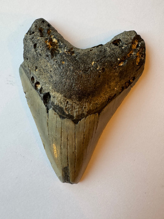 Megalodon Tooth -Fossil Shark Tooth -106 g - Moon Room Shop and Wellness