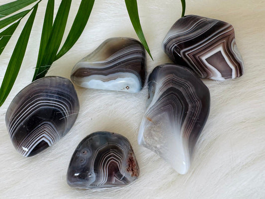 Botswana Agate Tumbled - Moon Room Shop and Wellness