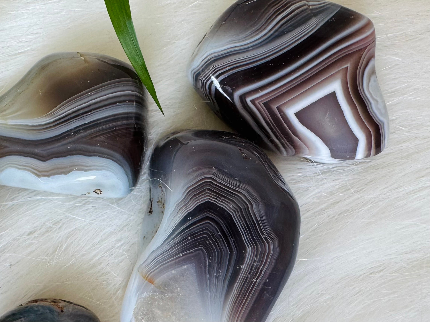Botswana Agate Tumbled - Moon Room Shop and Wellness